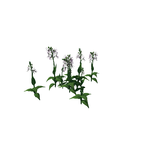 Flower Habenaria Medusa4